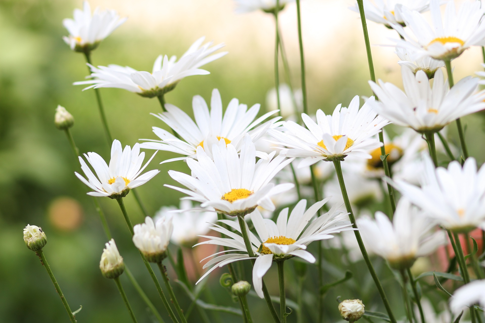 Footer Daisy